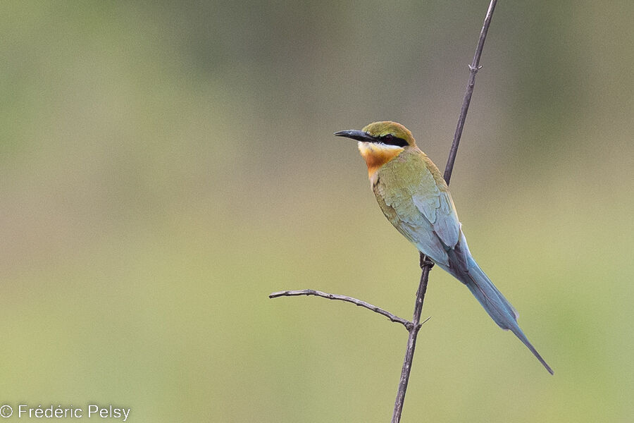 Blue-tailed Bee-eater