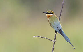 Blue-tailed Bee-eater