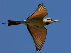 Rainbow Bee-eater