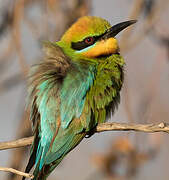 Rainbow Bee-eater