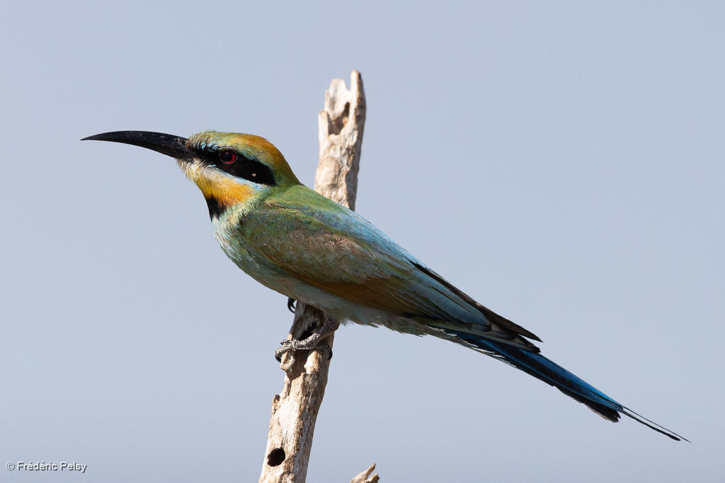 Guêpier arc-en-ciel