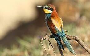 European Bee-eater