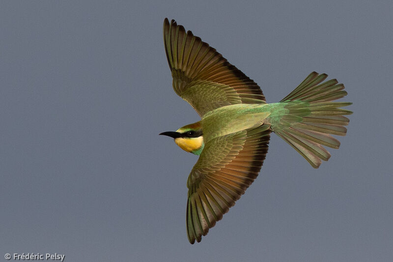 European Bee-eaterjuvenile, Flight