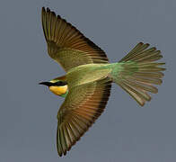 European Bee-eater