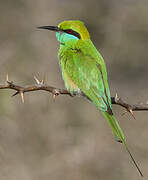 Asian Green Bee-eater