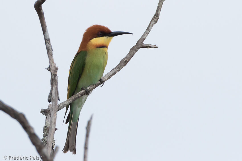 Guêpier de Leschenaultadulte, identification