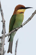 Chestnut-headed Bee-eater