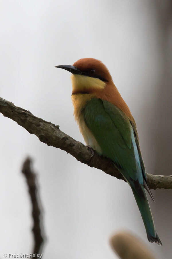 Chestnut-headed Bee-eateradult