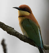 Chestnut-headed Bee-eater