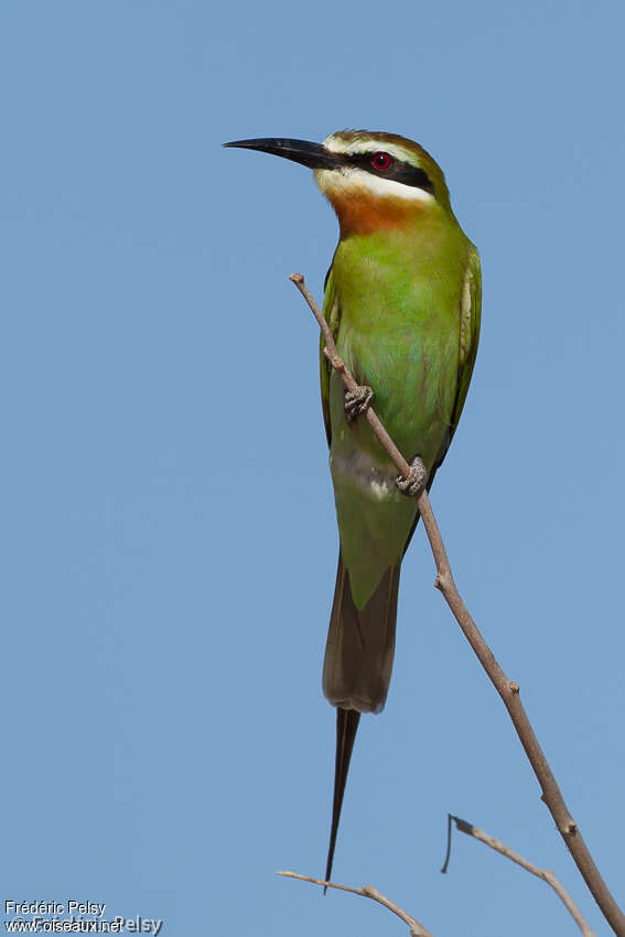 Guêpier de Madagascaradulte, portrait