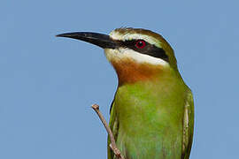 Olive Bee-eater