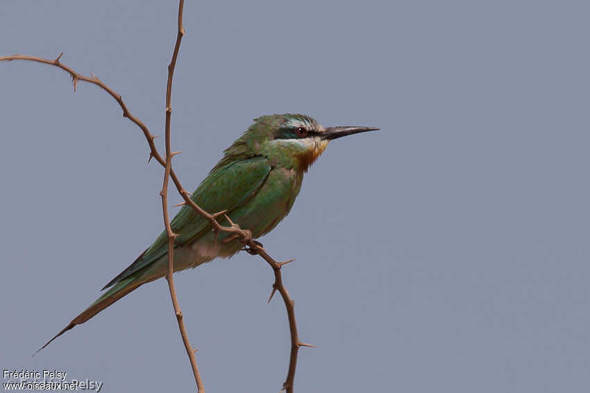 Guêpier de Perseadulte, identification