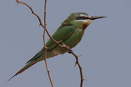 Blue-cheeked Bee-eater