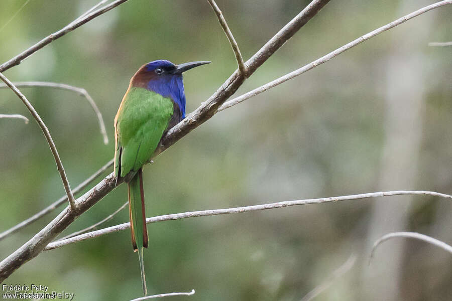 Purple-bearded Bee-eater