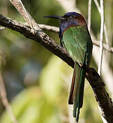 Purple-bearded Bee-eater