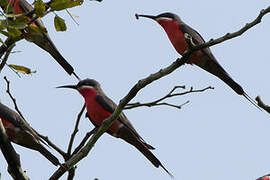 Rosy Bee-eater