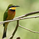 Guêpier montagnard