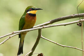 Cinnamon-chested Bee-eater