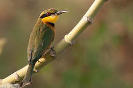 Little Bee-eater