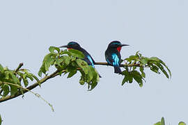 Black Bee-eater