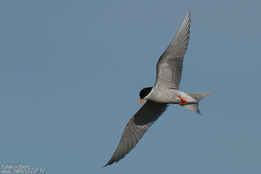 Black-fronted Ternadult, Flight