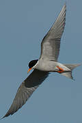 Black-fronted Tern