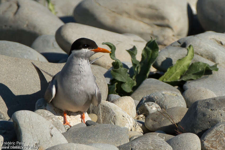 Black-fronted Ternadult, identification