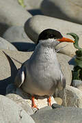 Black-fronted Tern