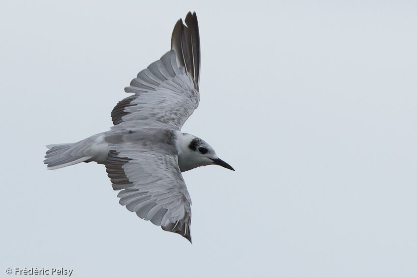 Guifette leucoptère