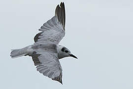 White-winged Tern