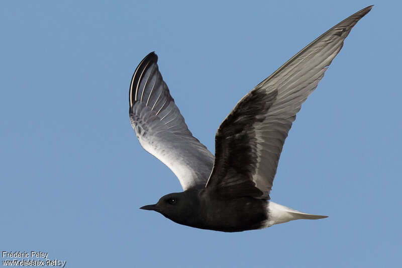 White-winged Ternadult breeding, pigmentation, Flight