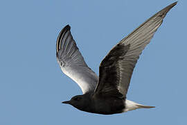 White-winged Tern