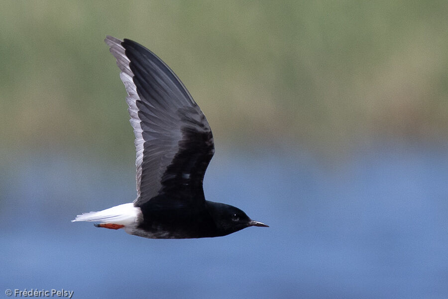 White-winged Ternadult, Flight