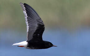 White-winged Tern