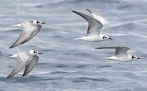 White-winged Tern