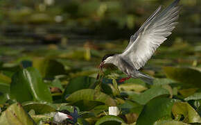 Whiskered Tern