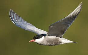 Whiskered Tern