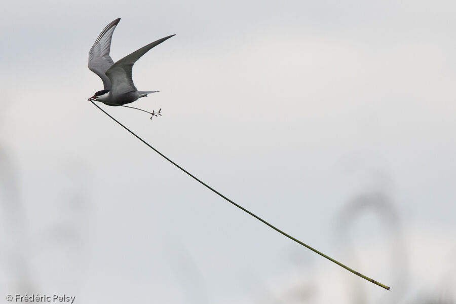 Whiskered Ternadult, Flight, Reproduction-nesting