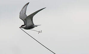 Whiskered Tern