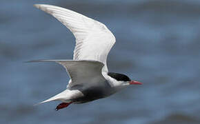 Whiskered Tern