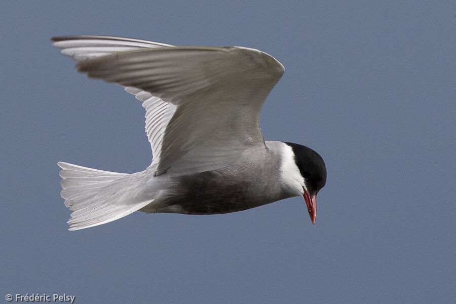 Whiskered Tern