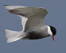 Whiskered Tern