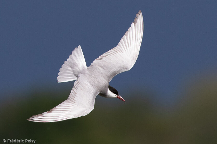 Whiskered Tern