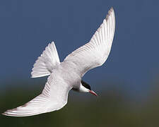 Whiskered Tern