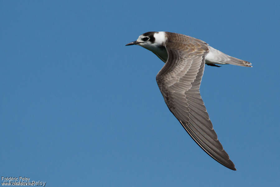 Black Ternjuvenile, Flight