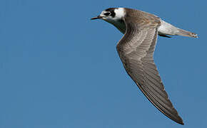 Black Tern