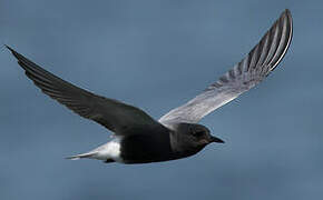 Black Tern