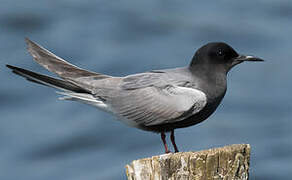 Black Tern