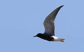 Black Tern