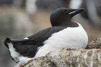 Guillemot de Brünnich